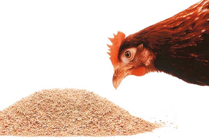 Aspetti pratici della nutrizione, uso della fibra grezza e problemi di  digeribilità dei mangimi avicoli