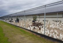 Cage-free per pollastre