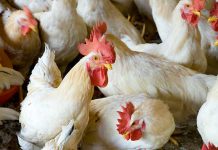 La bronchite infettiva negli avicoli