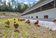 Protezione e benessere dei polli e delle galline ovaiole in allevamento