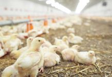 Gestione della lettiera