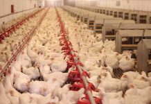 Emergenza coronavirus