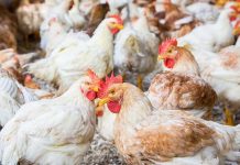 Crescente interesse per il broiler a lenta crescita