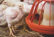 Sviluppo e valutazione dei probiotici (DFM) nei mangimi