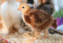 Allevare pollastre in sistemi alternativi