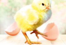 Intervista a Olivier Rochard – Amministratore Delegato di Hubbard