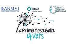 La prima cosa bella 4Vets