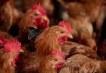 Salute intestinale e coccidiosi