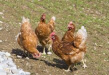 La zootecnia italiana incide solo per il 5,6% delle emissioni