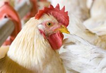 Sostituire il cloruro di colina con la betaina anidra migliora le performance e ottimizza i costi del mangime