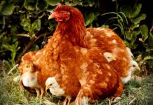 Ripensare le regole di base dell’incubazione