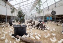 Benessere animale, in arrivo la certificazione