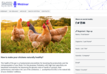 Webinar Sacco System su come mantenere in salute gli avicoli