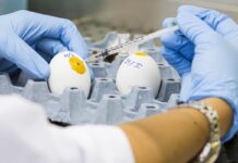 Nuovo vaccino contro l’Influenza Aviaria e la malattia di Marek