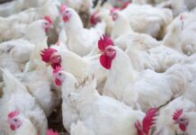 Rapporto Ema sull’uso degli antibiotici negli animali