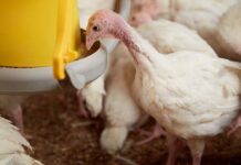 Prospettive e tendenze nel mercato dei tacchini