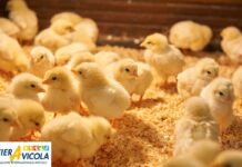 Un altro passo avanti nel rilancio di FIERAVICOLA