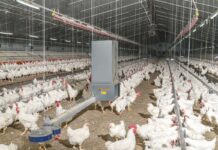 Sistema innovativo di distribuzione a catena per l’alimentazione separata dei galli