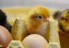 Pulizia delle uova negli incubatoi: un fattore chiave per biosicurezza ed efficienza di schiusa