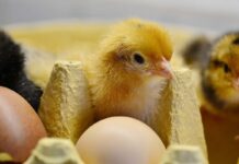 Pulizia delle uova negli incubatoi: un fattore chiave per biosicurezza ed efficienza di schiusa