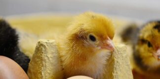 Pulizia delle uova negli incubatoi: un fattore chiave per biosicurezza ed efficienza di schiusa