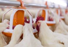 La gestione dell’alimentazione dei riproduttori