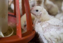 Vitamina D3: a ogni metabolita la sua funzione