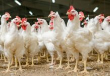 Antibiotico-resistenza: trend in calo anche nel settore avicolo italiano