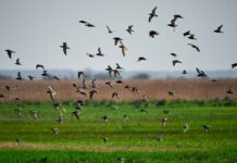 Report ispettori Ue su epidemie di Influenza Aviaria 2016/2017 in Italia