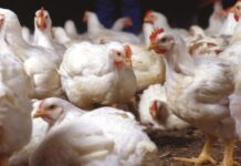 Ruolo della narasina nella salute intestinale del broiler