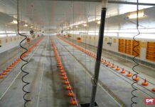 Codaf, all’avanguardia nella realizzazione di sistemi per l’alimentazione avicola