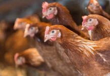 Scoperto un gene legato alla resistenza ossea nelle galline ovaiole