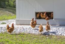 Indagine MSD Animal Health su allevamento e COVID-19