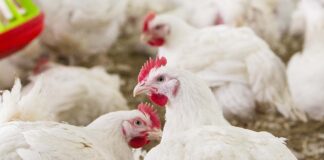 ADM rafforza il brand nel settore della nutrizione animale