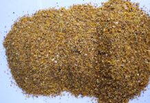 Sviluppi genetici e loro implicazioni sulla nutrizione delle ovaiole