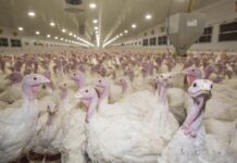 Verona: confermato focolaio H5N1 in un allevamento di tacchini da carne a Oppeano