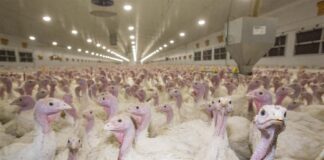 Verona: confermato focolaio H5N1 in un allevamento di tacchini da carne a Oppeano