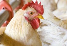 Antibiotico-resistenza: cos’è e come contrastarla