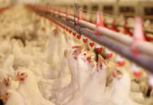 L’importanza di implementare le misure di biosicurezza