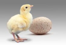 Analisi delle uova sgusciate in incubatoio