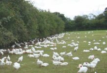 Gestione dei parassiti esterni e interni