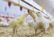 Metodi pratici per ridurre l’umidità della lettiera