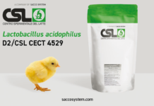 Lactobacillus acidophilus D2/CSL (CECT 4529)