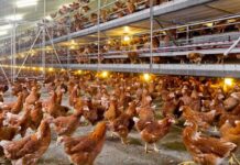 Energia metabolizzabile degli ingredienti nelle diete per ovaiole