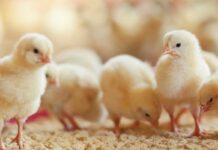 L’importanza della vaccinazione contro Salmonella Enteritidis e Salmonella Typhimurium negli allevamenti avicoli