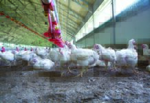 Tutele per la produzione e il consumo della carne avicola