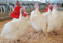 Gestione e nutrizione nei climi caldi