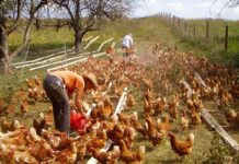 Dermanyssus Gallinae: controllarlo grazie alla comunicazione vibrazionale