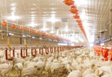 Biosicurezza nell’allevamento avicolo: uno strumento efficace per combattere le malattie infettive