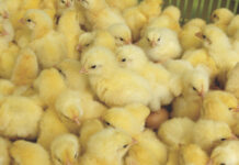 Potenzialità della nutrizione perinatale